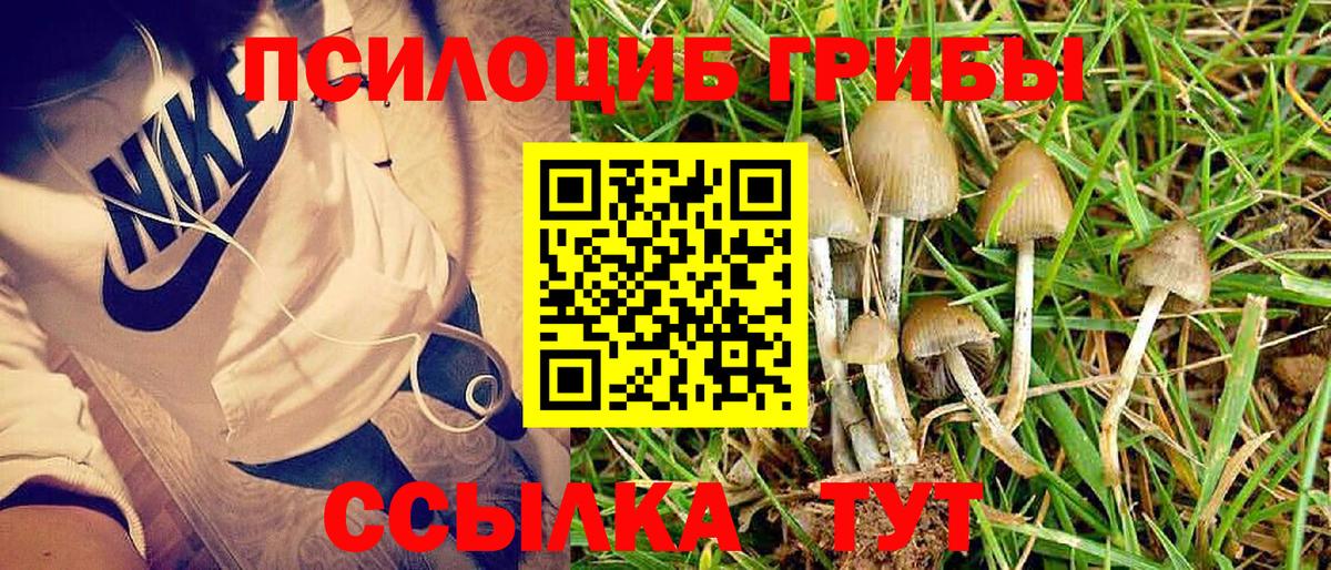 Псилоцибиновые грибы Psilocybine cubensis Ишимбай